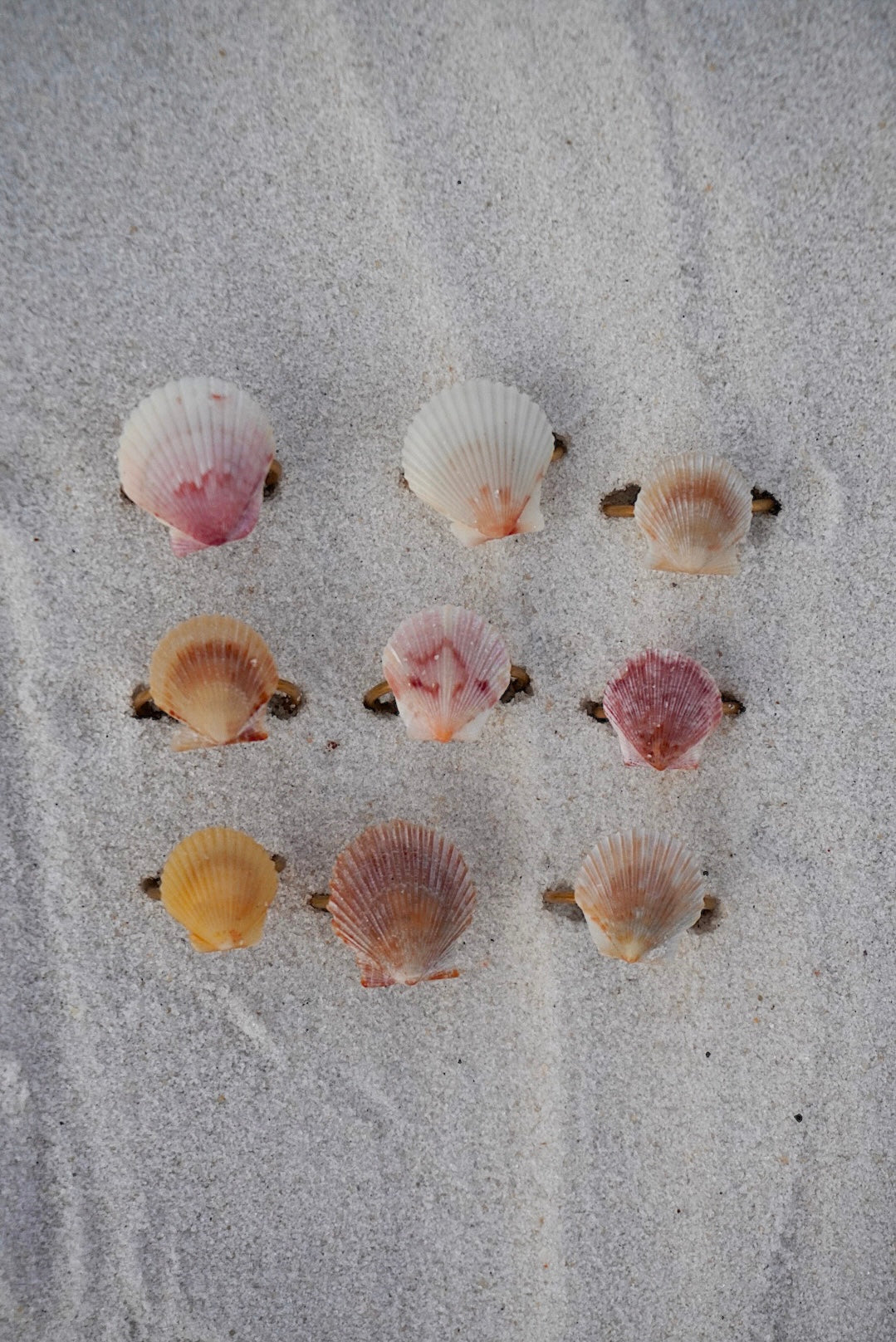 Seashell Ring