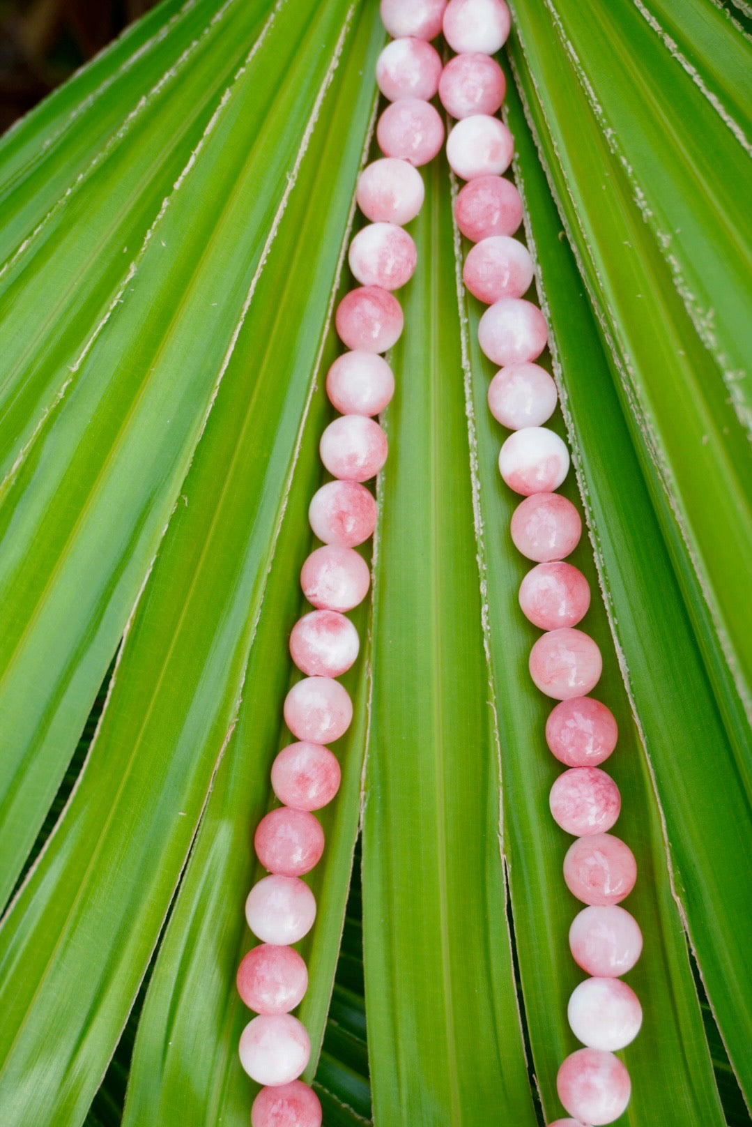 Summer Solstice Shell Necklace