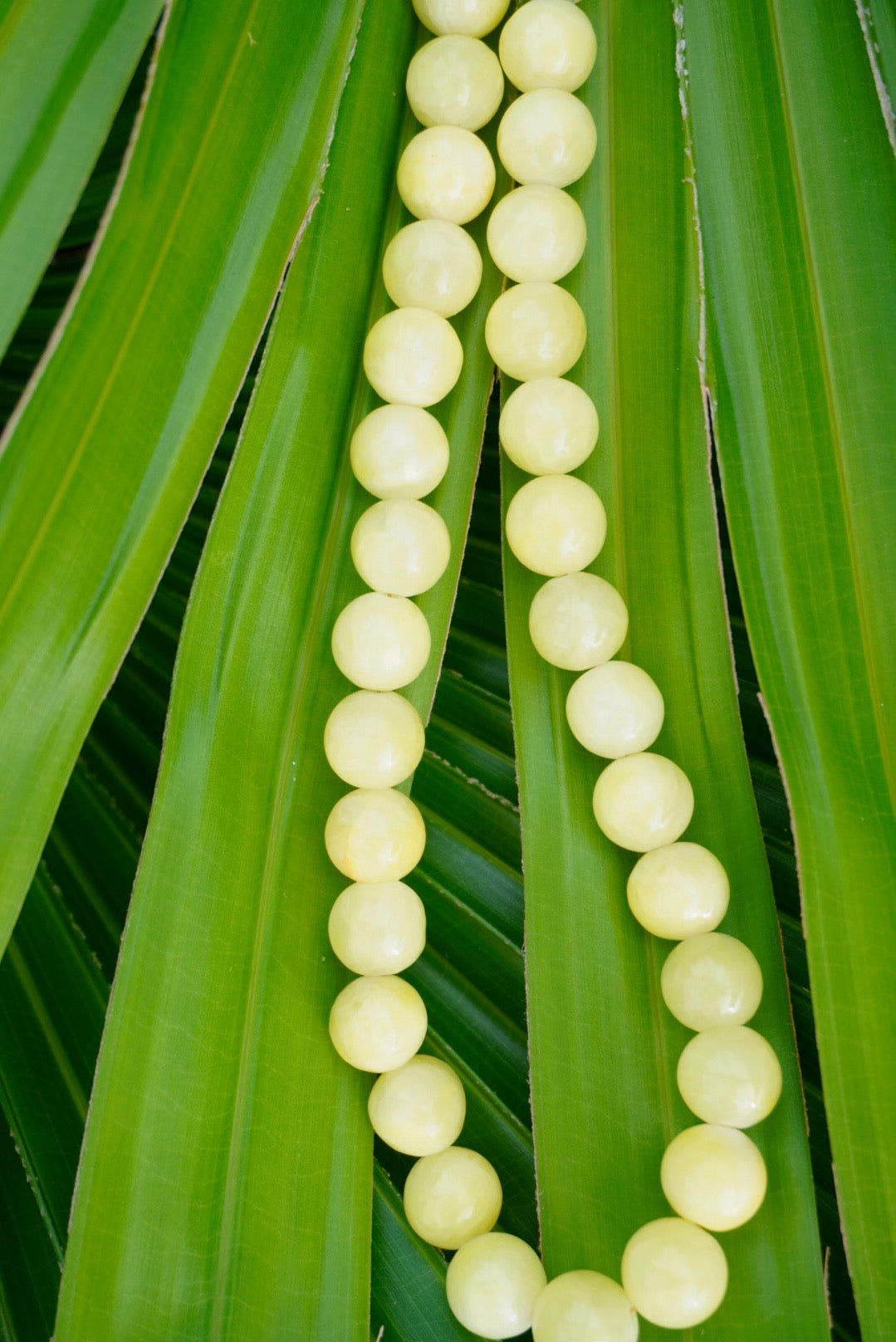 Summer Solstice Shell Necklace